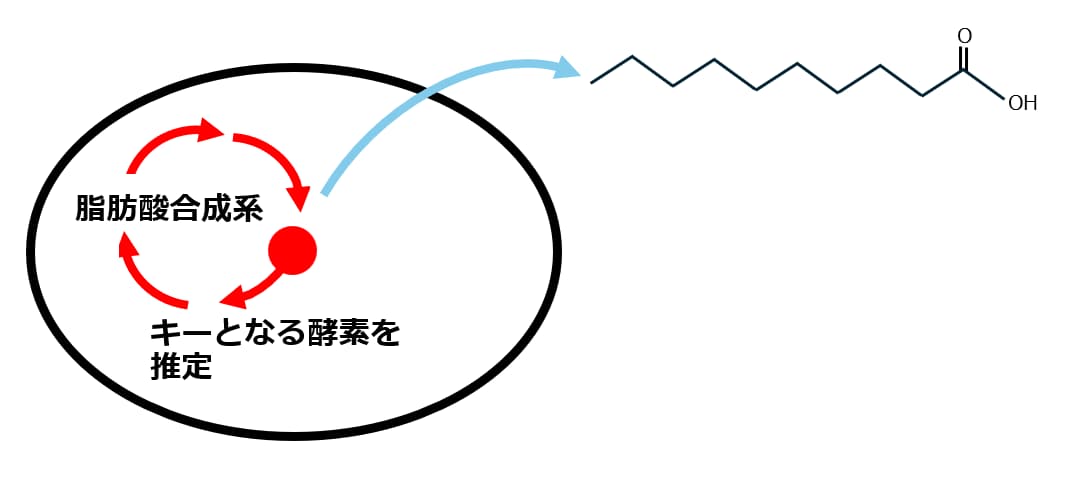 ガソリンの原料となる中鎖脂肪酸を生産する菌を同定