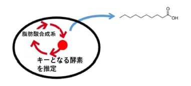 ガソリンの原料となる中鎖脂肪酸を生産する菌を同定