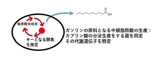 ガソリンの原料となる中鎖脂肪酸を生産する菌を同定
